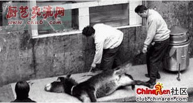 活叫驴：你吃过新鲜的驴肉吗？再新鲜的驴肉也不过是刚杀的驴吧？活叫驴则不同，驴根本不用杀，直接从活驴 .